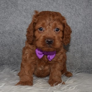 Cockapoo Puppy For Sale – Radley, Male – Deposit Only