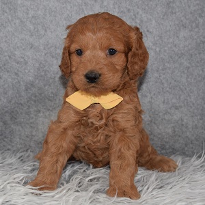 Cockapoo Puppy For Sale – Roman, Male – Deposit Only