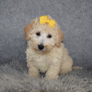 Bichonpoo Puppy For Sale – Sally, Female – Deposit Only