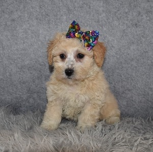 Bichonpoo Puppy For Sale – Sarah, Female – Deposit Only