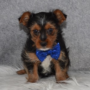 Yorkie Puppy For Sale – Sonny, Male – Deposit Only