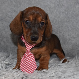 Dachshund Puppy For Sale – Spencer, Male – Deposit Only