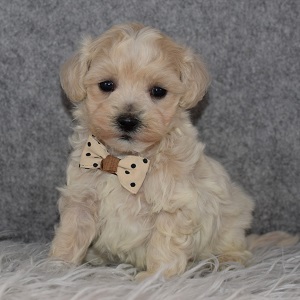 Maltipoo Puppy For Sale – Stoic, Male – Deposit Only