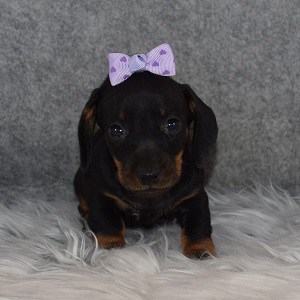 Dachshund Puppy For Sale – Suzy, Female – Deposit Only