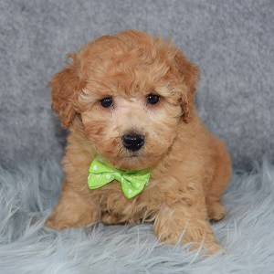 Tennessee Cockapoo puppy for sale in NY