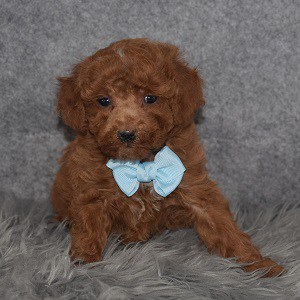 Cockapoo Puppy For Sale – Thomas, Male – Deposit Only