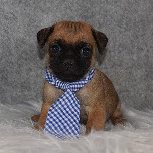 Jug Puppy For Sale – Topaz, Male – Deposit Only