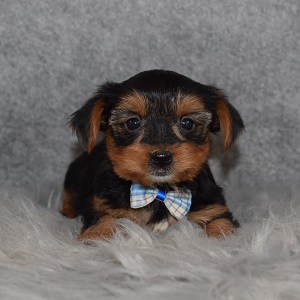 Yorkie Puppy For Sale – Valentine, Male – Deposit Only