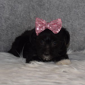 Morkie Puppy For Sale – Whitney, Female – Deposit Only