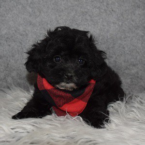 Shihpoo Puppy For Sale – Acorn, Male – Deposit Only