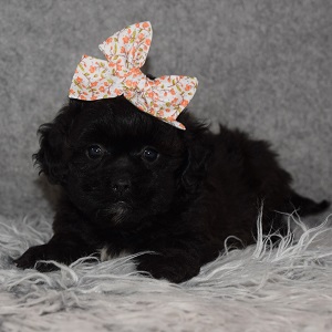 Shihpoo Puppy For Sale – Ashley, Female – Deposit Only