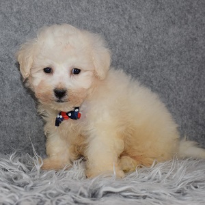 Bichon Puppy For Sale – Bean, Male – Deposit Only