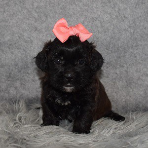 Shihpoo Puppy For Sale – Berkeley, Female – Deposit Only