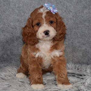 Cockapoo Puppy For Sale – Camille, Female – Deposit Only