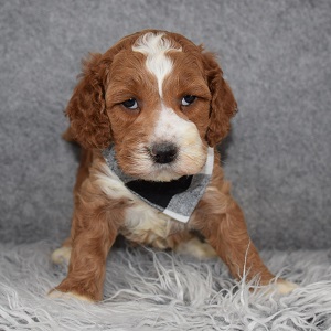 Cockapoo Puppy For Sale – Cassian, Male – Deposit Only