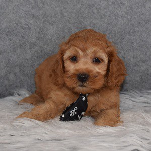 Cockapoo Puppy For Sale – Clyde, Male – Deposit Only
