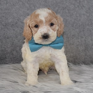 Cockapoo Puppy For Sale – Colt, Male – Deposit Only
