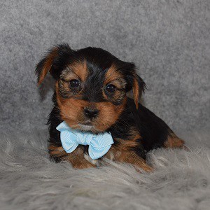 Yorkie Puppy For Sale – Cupid, Male – Deposit Only