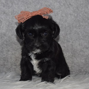 Morkie Puppy For Sale – Destiny, Female – Deposit Only