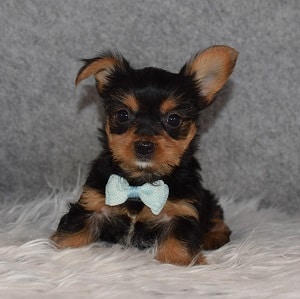 Yorkie Puppy For Sale – Donut, Male – Deposit Only