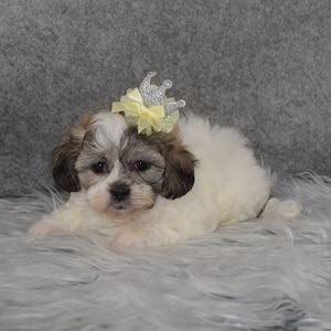 Shichon Puppy For Sale – Elizabeth, Female – Deposit Only