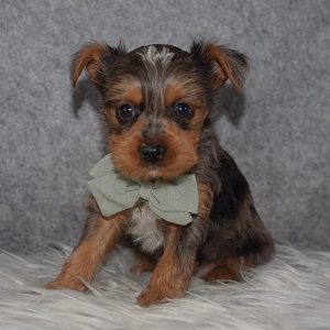 Yorkie Puppy For Sale – Ethan, Male – Deposit Only