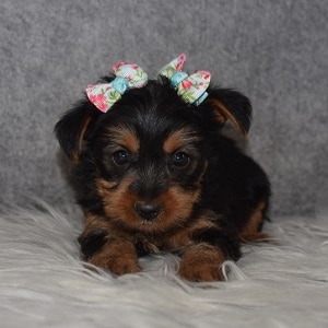 Yorkie Puppy For Sale – Etta, Female – Deposit Only
