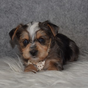 Yorkie Puppy For Sale – Everett, Male – Deposit Only