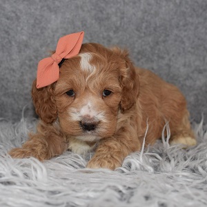 Cockapoo Puppy For Sale – Feyre, Female – Deposit Only