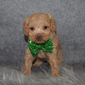 Cockapoo Puppy For Sale – Harrison, Male – Deposit Only