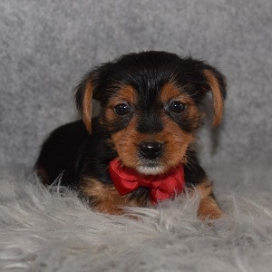 Yorkie Puppy For Sale – Heart, Male – Deposit Only