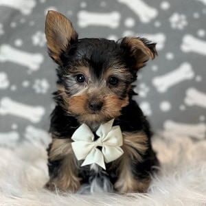 Yorkie Puppy For Sale – Henry, Male – Deposit Only