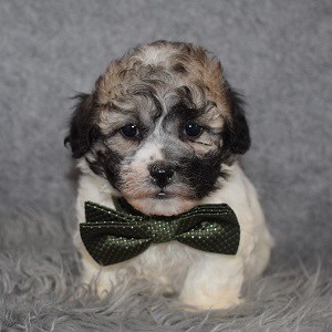 Shichon Puppy For Sale – Jasper, Male – Deposit Only