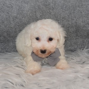 Bichon Puppy For Sale – Julius, Male – Deposit Only