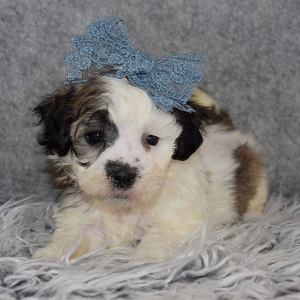 Shichon Puppy For Sale – Kailani, Female – Deposit Only