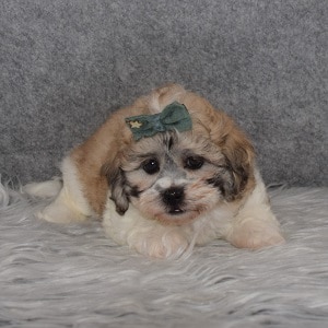 Shichon Puppy For Sale – Kate, Female – Deposit Only