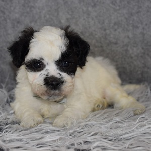 Shichon Puppy For Sale – Koa, Male – Deposit Only