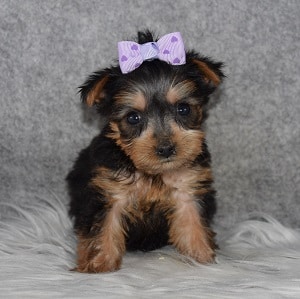 Yorkie Puppy For Sale – Leeann, Female – Deposit Only