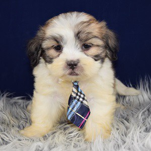 Lhasa Tzu puppy for sale in NY
