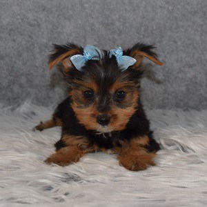 Yorkie Puppy For Sale – Lydia, Female – Deposit Only
