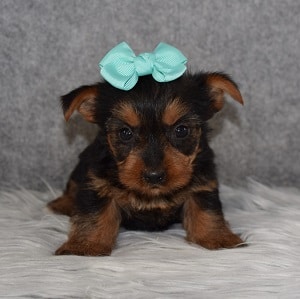 Yorkie Puppy For Sale – Mila, Female – Deposit Only