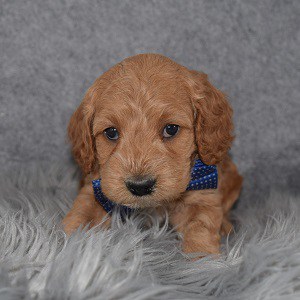 Male Cockapoo Puppies For Sale