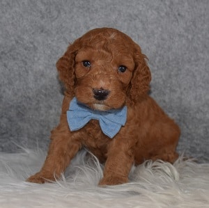 Cockapoo Puppy For Sale – Oliver, Male – Deposit Only