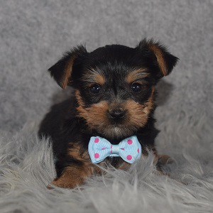 Yorkie Puppy For Sale – Pickle, Male – Deposit Only