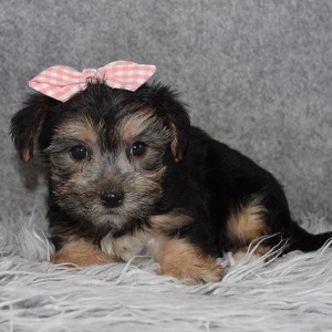 Morkie Puppy For Sale – Poppy, Female – Deposit Only
