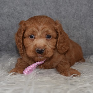 Cockapoo Puppy For Sale – Rafferty, Male – Deposit Only