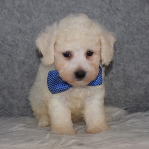 Bichon Puppy For Sale – Ranger, Male – Deposit Only