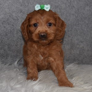Cockapoo Puppy For Sale – Renley, Female – Deposit Only
