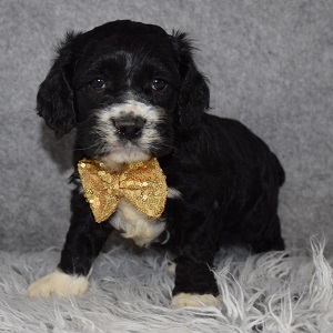Cockapoo Puppy For Sale – Rhysand, Male – Deposit Only