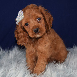 Female Cockapoo Puppy For Sale Rose | Puppies for Sale in ...